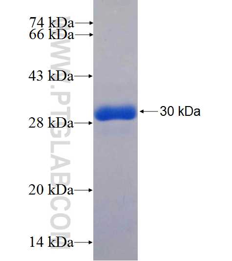 AZU1 fusion protein Ag26014 SDS-PAGE