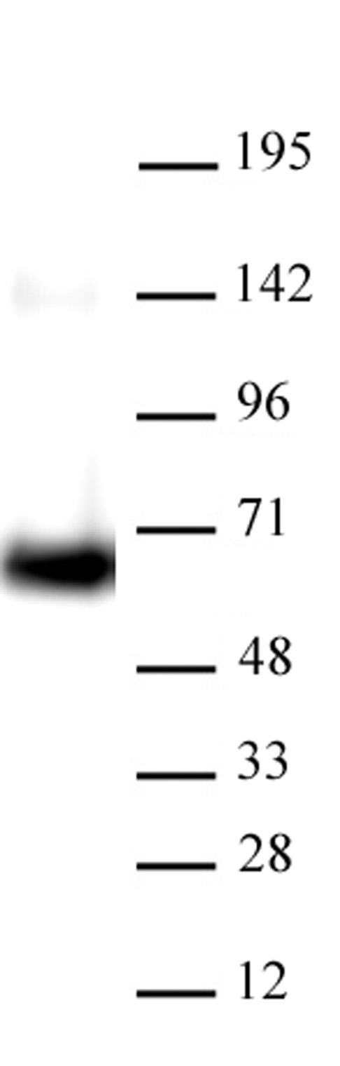AbFlex HDAC1 antibody (rAb) tested by Western Blot. 30 ug of HeLa cell nuclear extract was run on SDS-PAGE and probed with AbFlex HDAC1 antibody at 1 ug/ml.