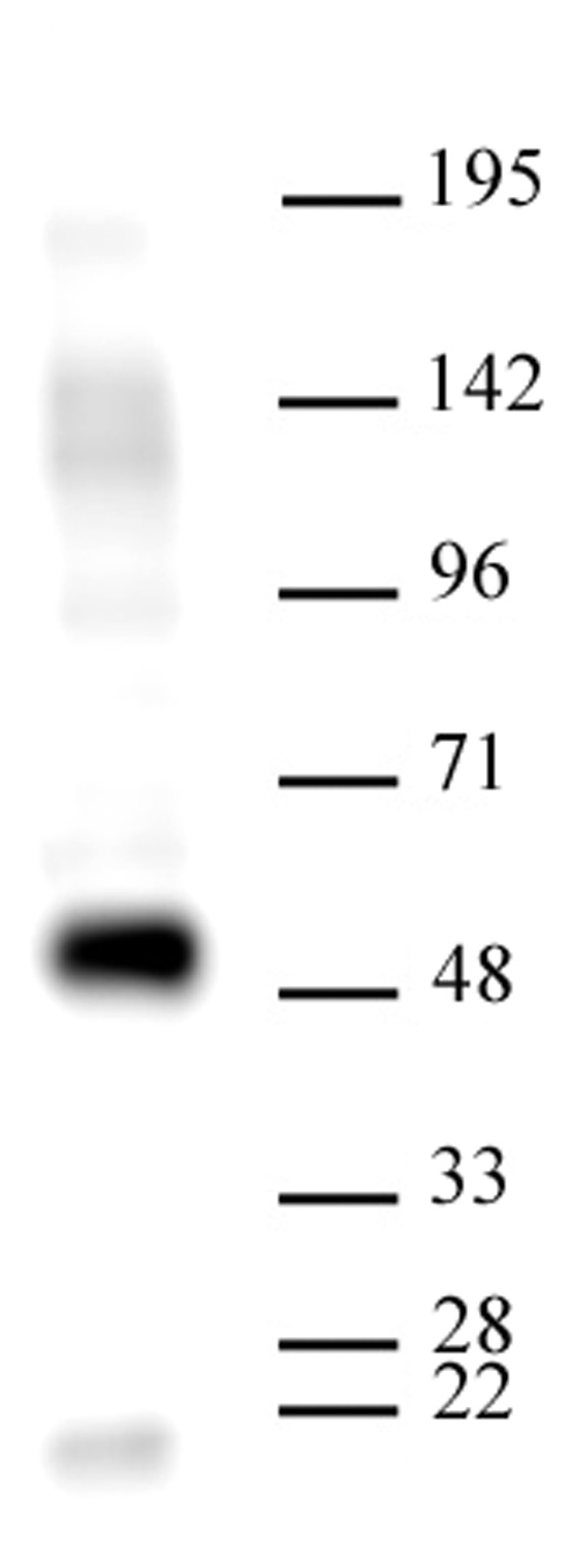 AbFlex HDAC3 antibody (rAb) tested by Western blot. 20 ug of HeLa cell extract was run on SDS-PAGE and probed with AbFlex HDAC3 antibody at 1 ug/ml.