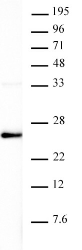 AbFlex Histone H3K4me0 antibody (rAb) tested by Western blot. 20 ug of HeLa nuclear extract was run on SDS-PAGE and probed with AbFlex Histone H3K4me0 antibody at 0.1 ug/ml.