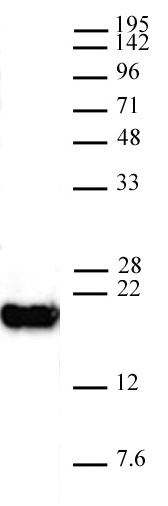 AbFlex Histone H3K4me0 antibody (rAb) tested by Western blot. 20 ug of HeLa cell nuclear extract was run on SDS-PAGE and probed with AbFlex Histone H3K4me0 antibody at 0.5 ug/ml.