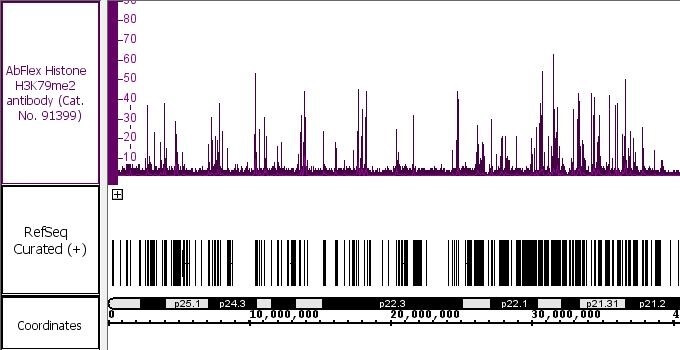 AbFlex Histone H3K79me2 antibody (rAb) tested by ChIP-Seq Chromatin immunoprecipitation (ChIP) was performed using the ChIP-IT High Sensitivity Kit (Cat. No. 53040) with 30 ug of HeLa cell chromatin and 4 ug of antibody. ChIP DNA was sequenced on the Illumina NextSeq and 10 million sequence tags were mapped to identify Histone H3K79me2 binding sites on chromosome 6.