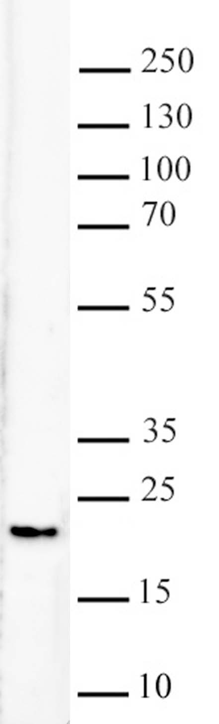 AbFlex Histone H3K79me2 antibody (rAb) tested by Western blot. 20 ug of HeLa cell nuclear extract* was run on SDS-PAGE and probed with AbFlex Histone H3K79me2 antibody at 0.5 ug/ml.