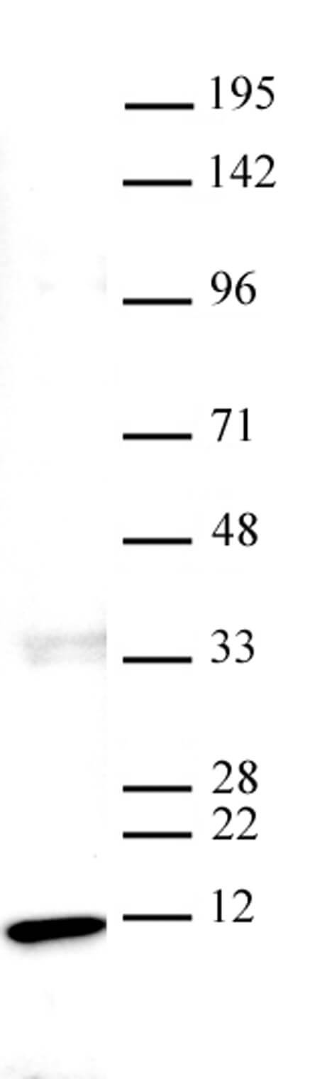 AbFlex Histone H4 antibody tested by Western blot. 20 ug of HeLa nuclear extract* was run on SDS-PAGE and probed with AbFlex Histone H4 antibody at 0.01 ug/ml.