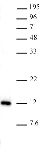 AbFlex Histone H4K20me1 antibody tested by Western blot. 20 ug of HeLa nuclear extract* was run on SDS-PAGE and probed with AbFlex Histone H4K20me1 antibody at 0.5 ug/ml.