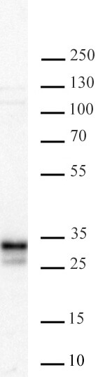 AbFlex ING5 antibody tested by Western blot. 20 ug of HEK293 whole cell extract was run on SDS-PAGE and probed with AbFlex ING5 antibody at 2 ug/ml.
