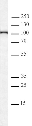 AbFlex KDM1B / LSD2 antibody tested by Western blot. 20 ug of K562 nuclear extract* was run on SDS-PAGE and probed with AbFlex KDM1B / LSD2 antibody at 0.5 ug/ml.