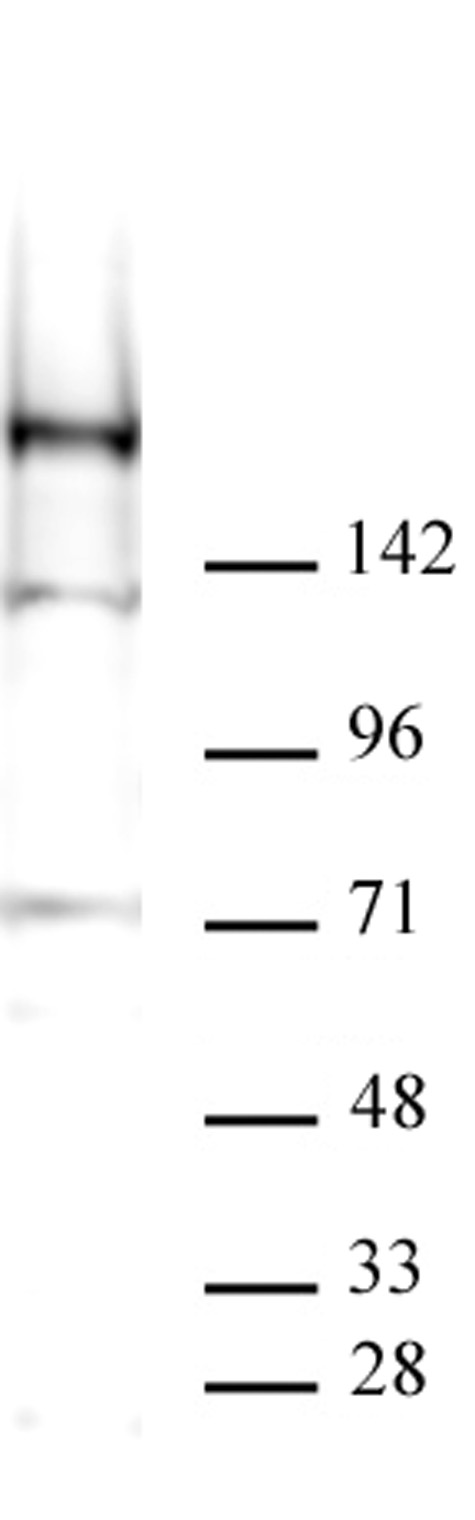 AbFlex KDM5A antibody (rAb) tested by Western blot. 40 ug of HeLa cell nuclear extract was run on SDS-PAGE and probed with AbFlex KDM5A antibody at 2 ug/ml. MW: 196 kDa