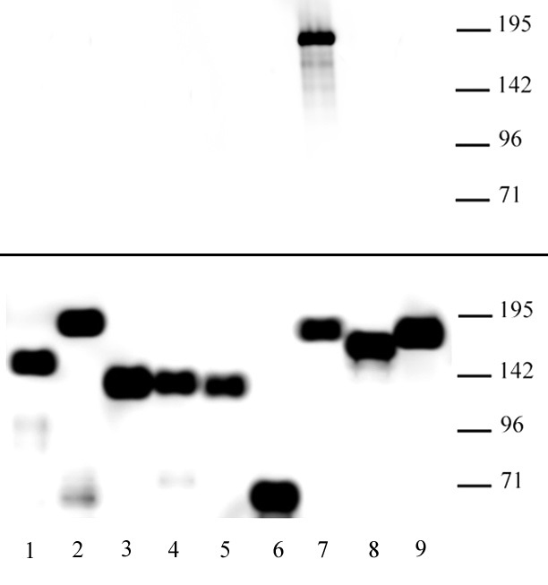 Specificity of AbFlex KDM5A demonstrated by Western blot. 500 ng of various FLAG-tagged human full-length recombinant proteins was loaded per lane and probed with KDM5A antibody at 1ug/ml (top panel) or FLAG antibody (bottom panel). KDM5A antibody only detects KDM5A protein; the FLAG antibody shows the presence of all proteins on the blot. Lane 1: KDM3A (Cat. No. 31456). Lane 2: KDM3B (Cat. No. 31429). Lane 3: KDM4A (Cat. No. 31457). Lane 4: KDM4B Cat. No. 31501). Lane 5: KDM4C (Cat. No. 31458). Lane 6: KDM4D (Cat. No. 31459). Lane 7: KDM5A (Cat. No. 31431). Lane 8: KDM5B (Cat. No. 31432). Lane 9: KDM5C (Cat. No. 31433).
