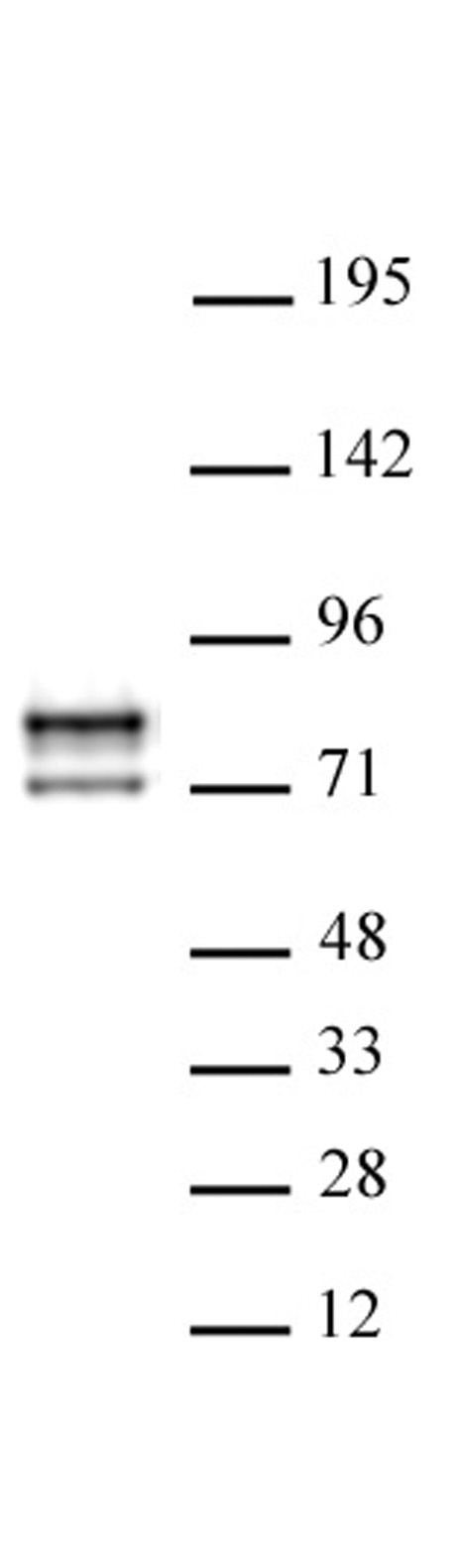 AbFlex Lamin A/C antibody (rAb) tested by Western blot. 10 ug of HeLa cell extract was probed with 1 ug/ml AbFlex Lamin A/C antibody. MW: 80 kDa
