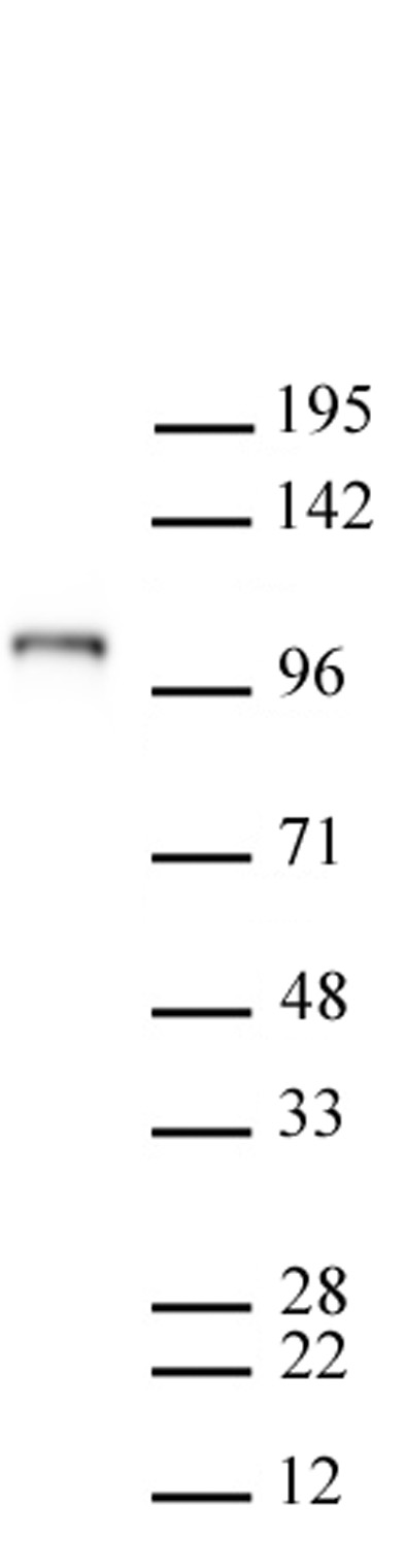 AbFlex Mili / PiwiL2 antibody (rAb) tested by Western blot. 20 ug of mouse testis tissue extract was run on SDS-PAGE and probed with AbFlex Mili / PiwiL2 antibody at 2 ug/ml.