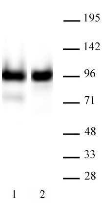 AbFlex Nucleolin antibody (rAb) | Proteintech