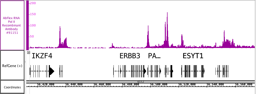 ChIP-Seq of AbFlex RNA Pol II antibody (rAb). ChIP was performed using AbFlex RNA Pol II recombinant antibody with 20 ug chromatin from the HT1080 cell line and 4 ug of antibody. ChIP DNA was sequenced on the Illumina HiSeq and 12 million sequence tags were mapped to identify RNA Pol II binding sites. The image shows binding across a region of chromosome 12.