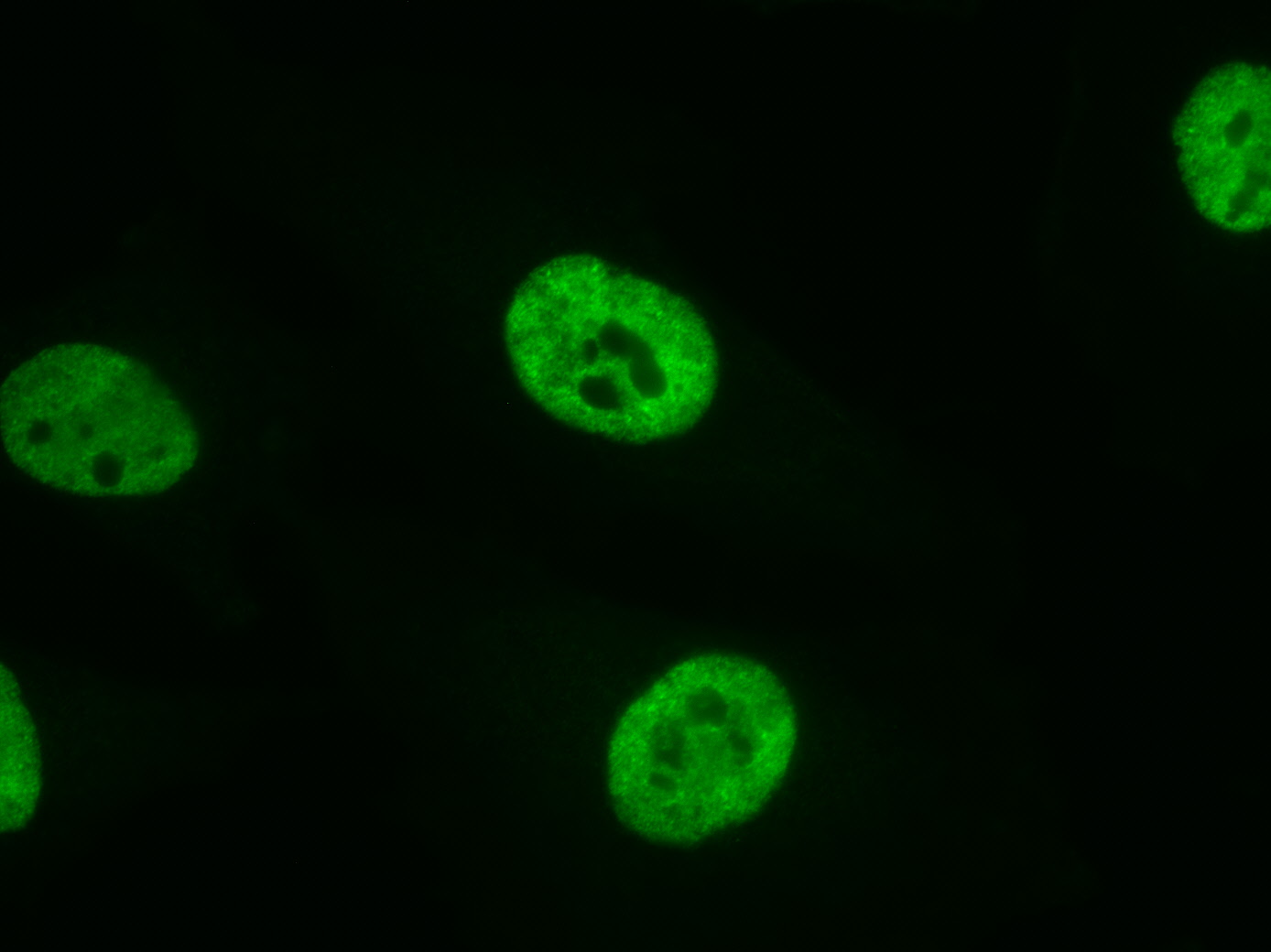 Immunofluorescence stain of AbFlex RNA Pol II antibody (rAb). RNA Pol II was detected in human HeLa cells in a 2-step staining protocol using AbFlex RNA Pol II (rAb) at 2 ug/mL, followed by Anti-mouse IgG2a Dylight 488.