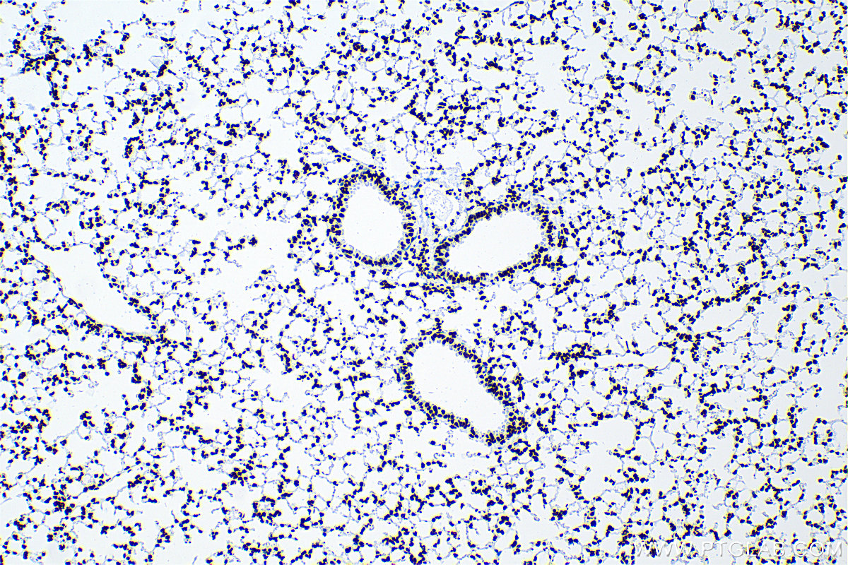 Immunohistochemistry (IHC) staining of mouse lung tissue using Acetyl-Histone H2A (Lys9) Recombinant antibody (83041-1-RR)