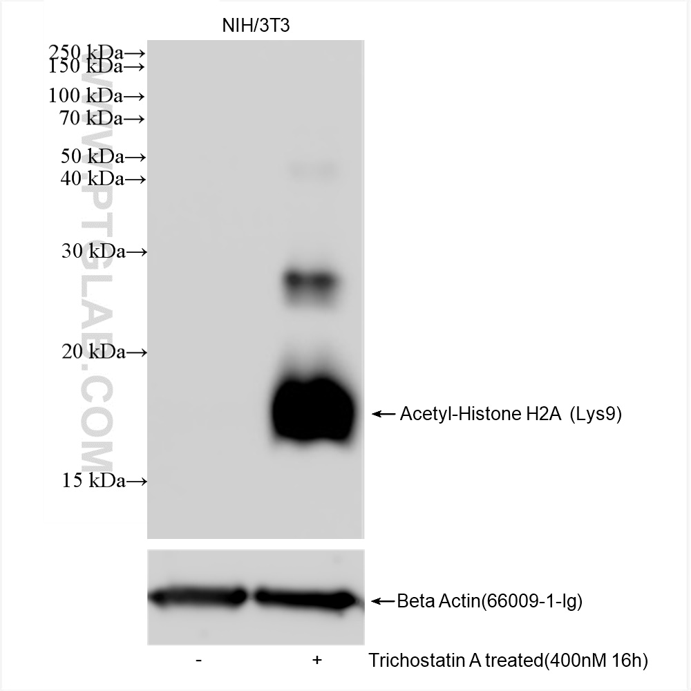 Western Blot (WB) analysis of NIH/3T3 cells using Acetyl-Histone H2A (Lys9) Recombinant antibody (83041-1-RR)