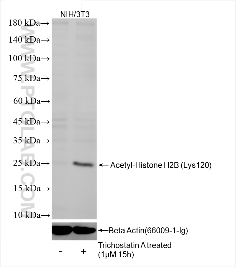 Western Blot (WB) analysis of NIH/3T3 cells using Acetyl-Histone H2B (Lys120) Recombinant antibody (84551-1-RR)