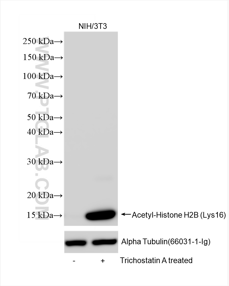 Western Blot (WB) analysis of NIH/3T3 cells using Acetyl-Histone H2B (Lys16) Recombinant antibody (84446-1-RR)