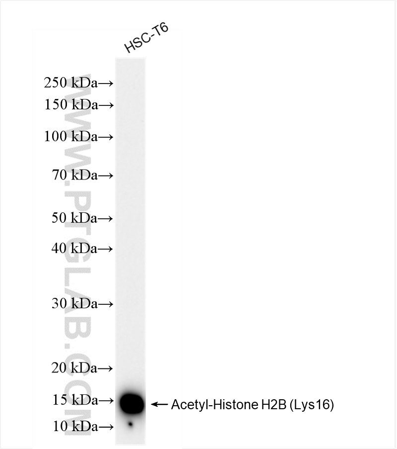 Western Blot (WB) analysis of HSC-T6 cells using Acetyl-Histone H2B (Lys16) Recombinant antibody (84446-1-RR)