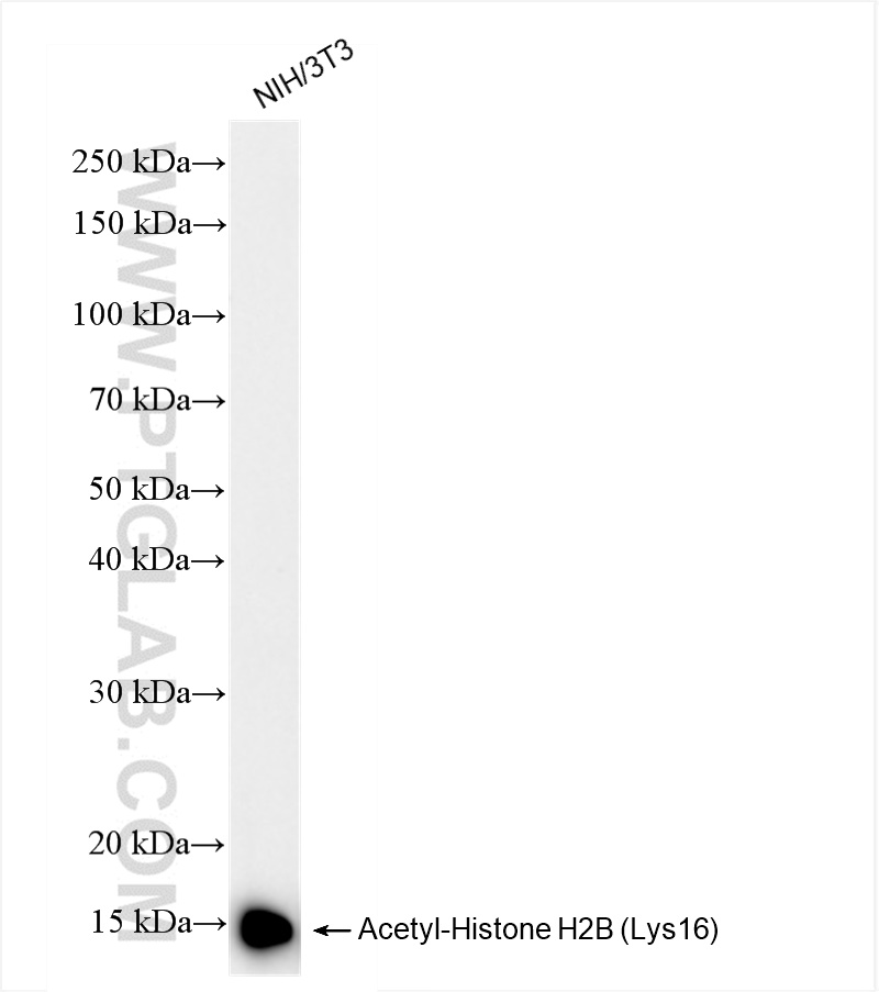 Western Blot (WB) analysis of NIH/3T3 cells using Acetyl-Histone H2B (Lys16) Recombinant antibody (84446-1-RR)