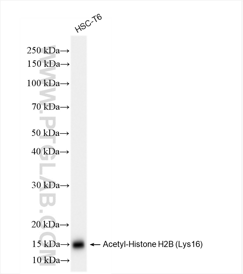 Western Blot (WB) analysis of HSC-T6 cells using Acetyl-Histone H2B (Lys16) Recombinant antibody (84446-2-RR)