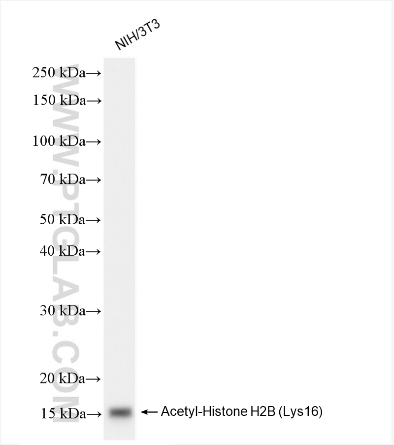 Western Blot (WB) analysis of NIH/3T3 cells using Acetyl-Histone H2B (Lys16) Recombinant antibody (84446-2-RR)