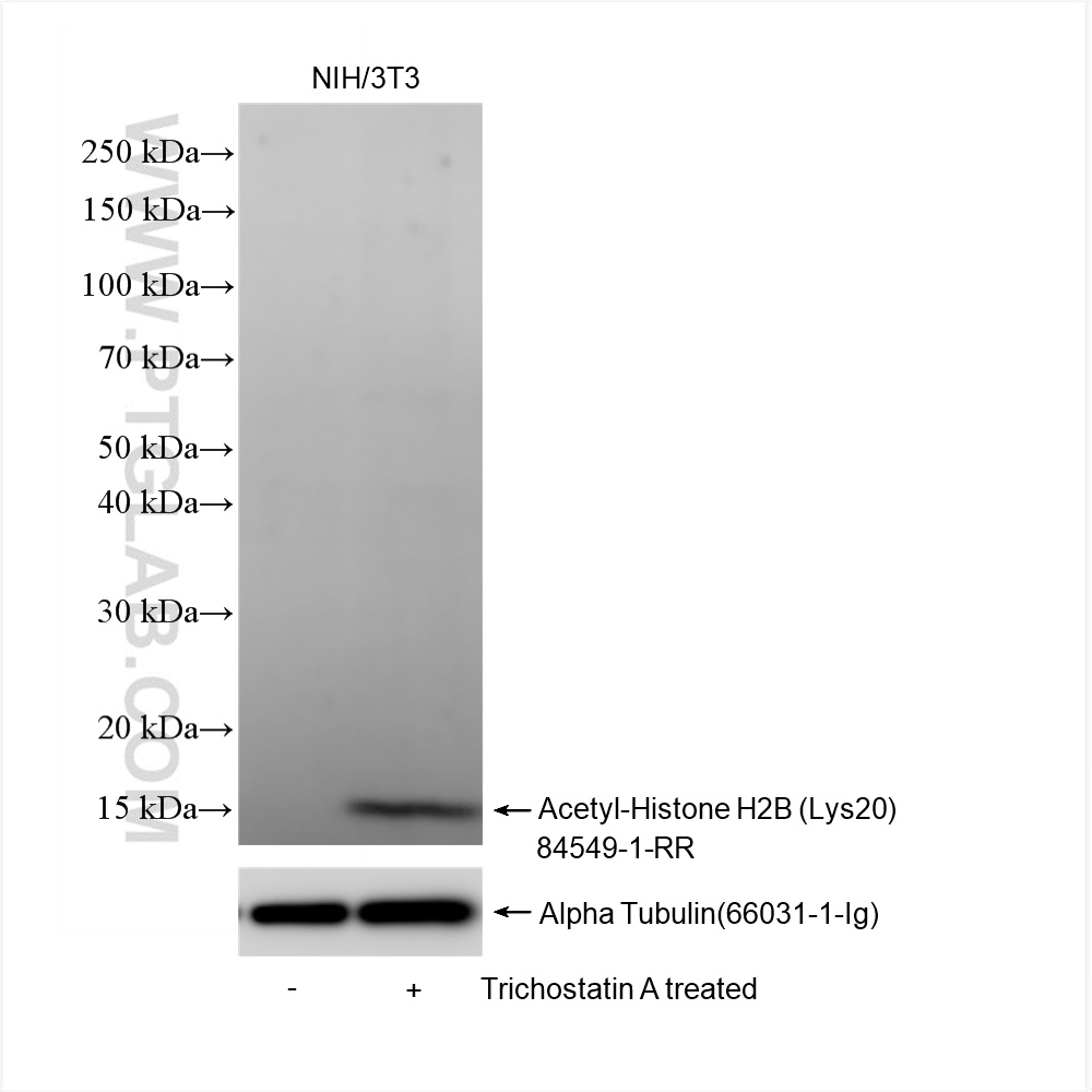 Western Blot (WB) analysis of NIH/3T3 cells using Acetyl-Histone H2B (Lys20) Recombinant antibody (84549-1-RR)