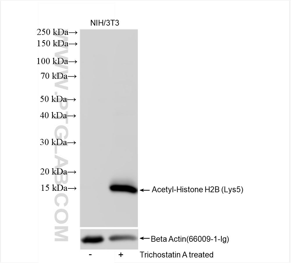 Western Blot (WB) analysis of NIH/3T3 cells using Acetyl-Histone H2B (Lys5) Recombinant antibody (83171-4-RR)
