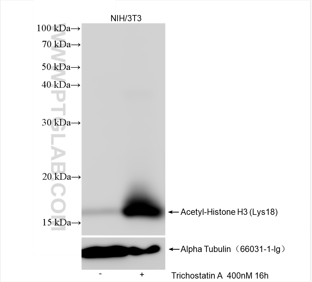 Western Blot (WB) analysis of NIH/3T3 cells using Acetyl-Histone H3 (Lys18) Recombinant antibody (82832-1-RR)