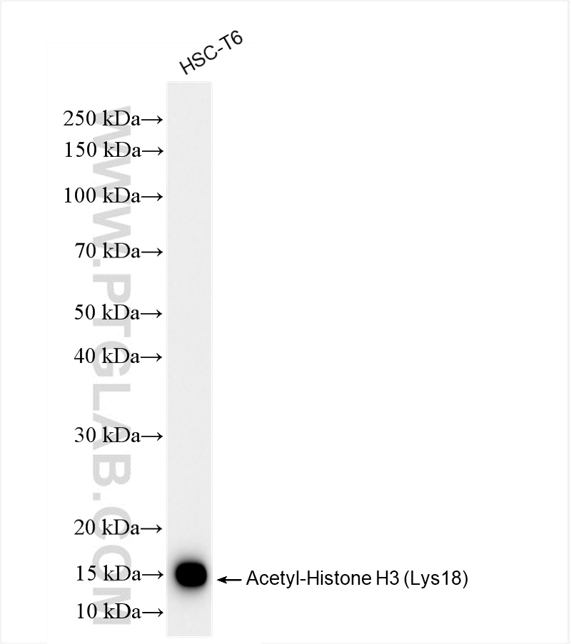 Western Blot (WB) analysis of HSC-T6 cells using Acetyl-Histone H3 (Lys18) Recombinant antibody (82832-1-RR)