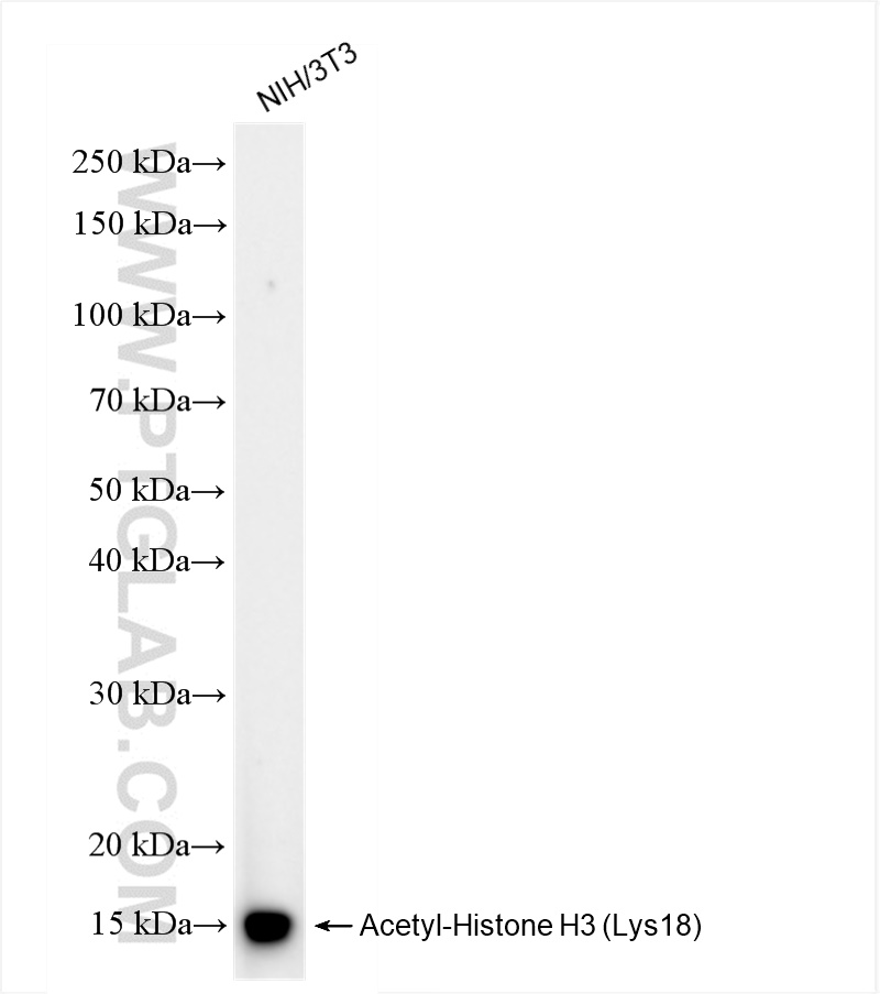 Western Blot (WB) analysis of NIH/3T3 cells using Acetyl-Histone H3 (Lys18) Recombinant antibody (82832-1-RR)