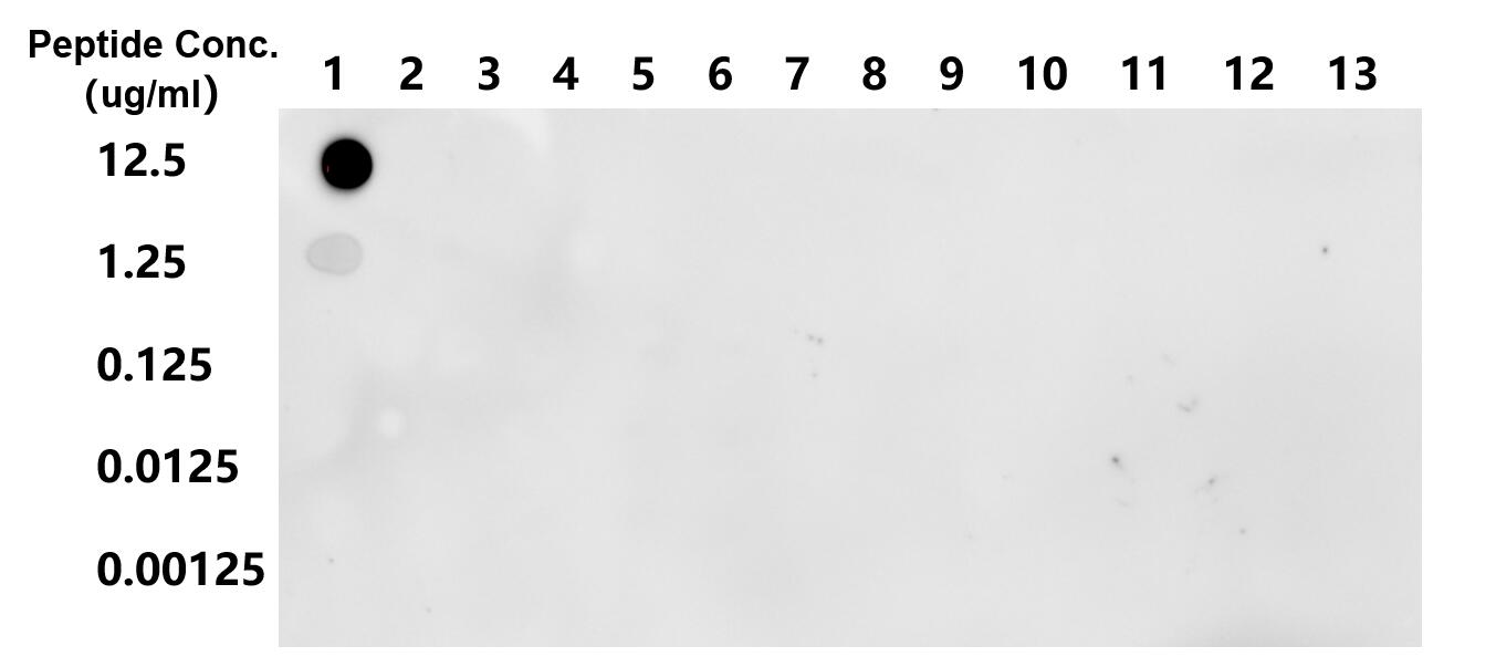 Acetyl-Histone H3 (Lys27) antibody (82902-1-RR) | Proteintech