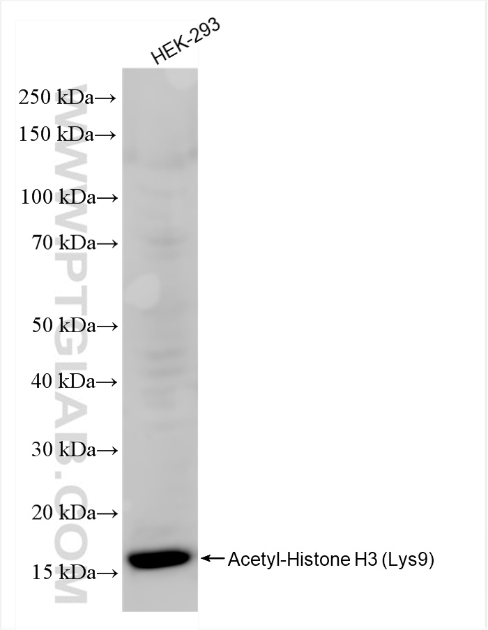 Western Blot (WB) analysis of HEK-293 cells using Acetyl-Histone H3 (Lys9) Recombinant antibody (84543-1-RR)