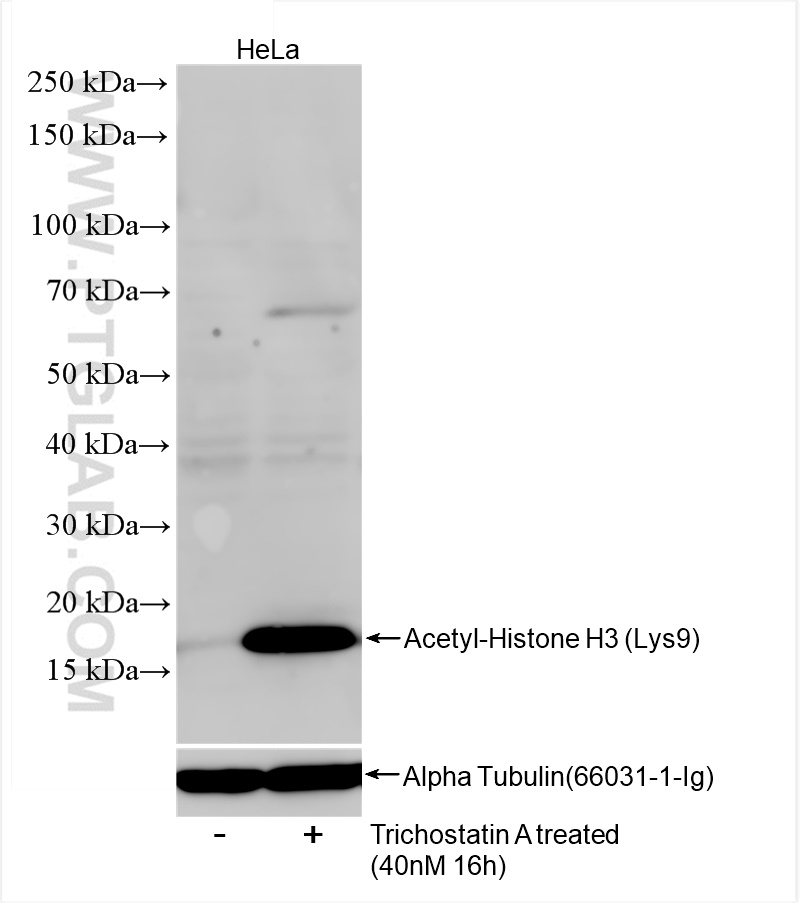 Western Blot (WB) analysis of HeLa cells using Acetyl-Histone H3 (Lys9) Recombinant antibody (84543-1-RR)