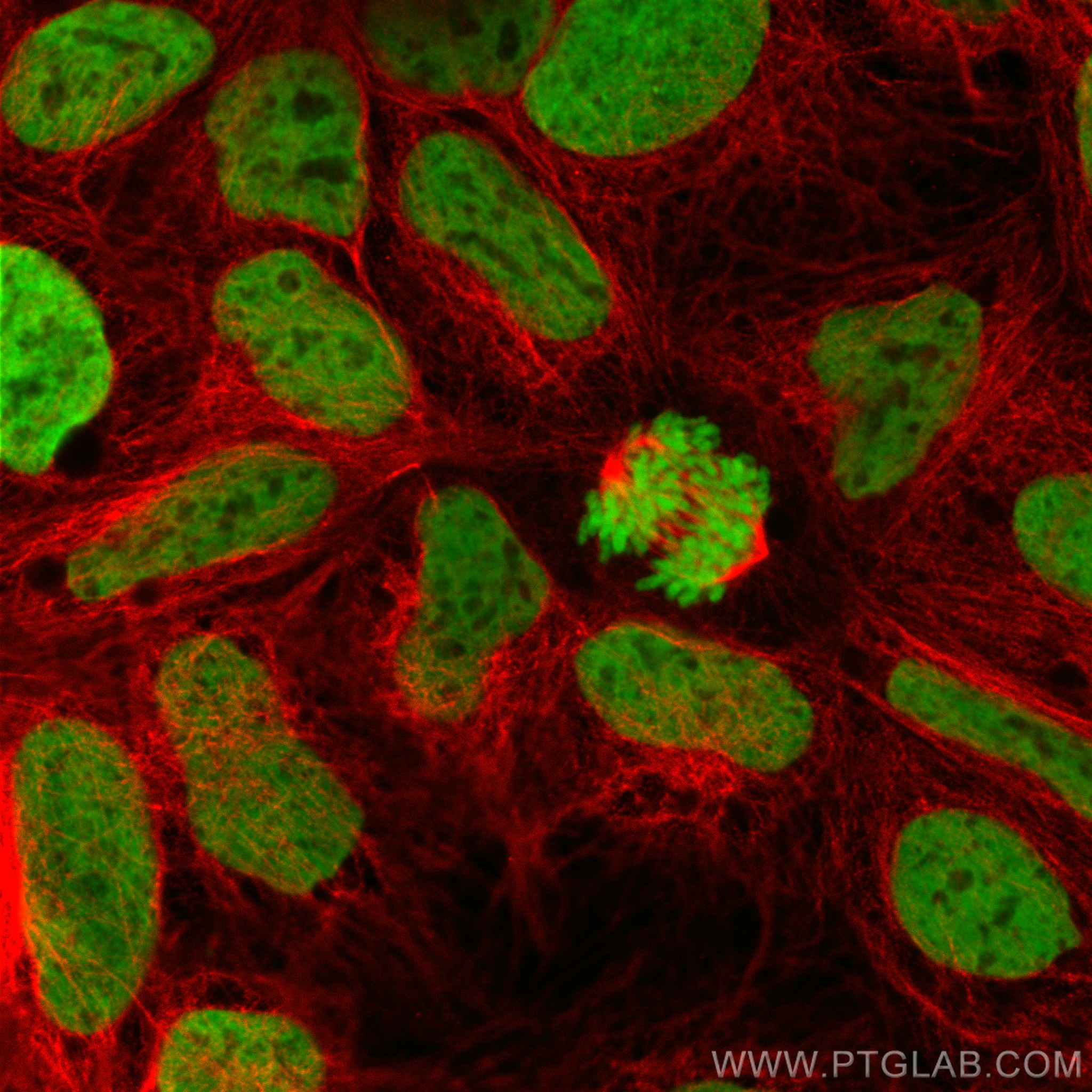 Immunofluorescence (IF) / fluorescent staining of Caco-2 cells using Acetyl-Histone H4 (Lys12) Recombinant antibody (83095-1-RR)