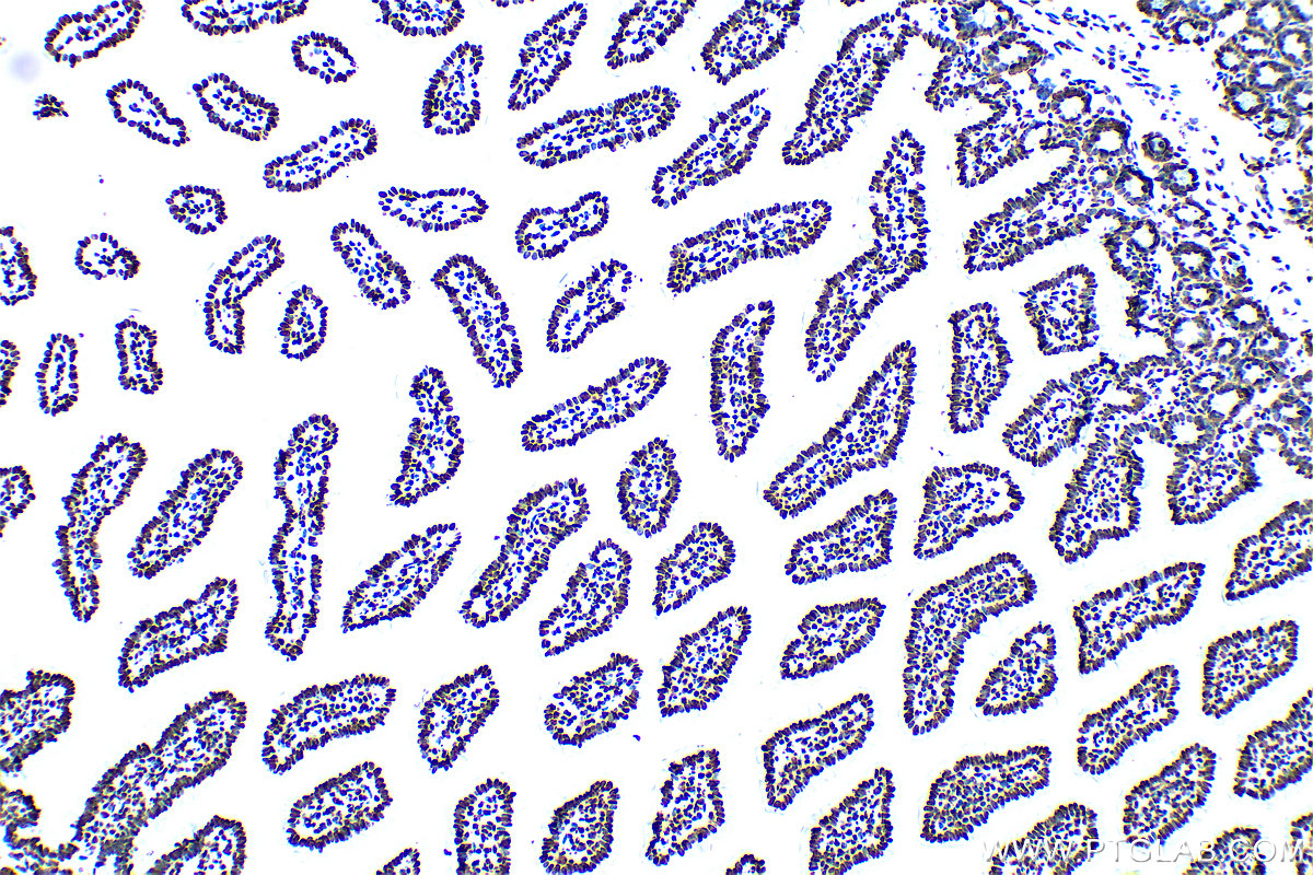 Immunohistochemistry (IHC) staining of mouse small intestine tissue using Acetyl-Histone H4 (Lys12) Recombinant antibody (83095-1-RR)