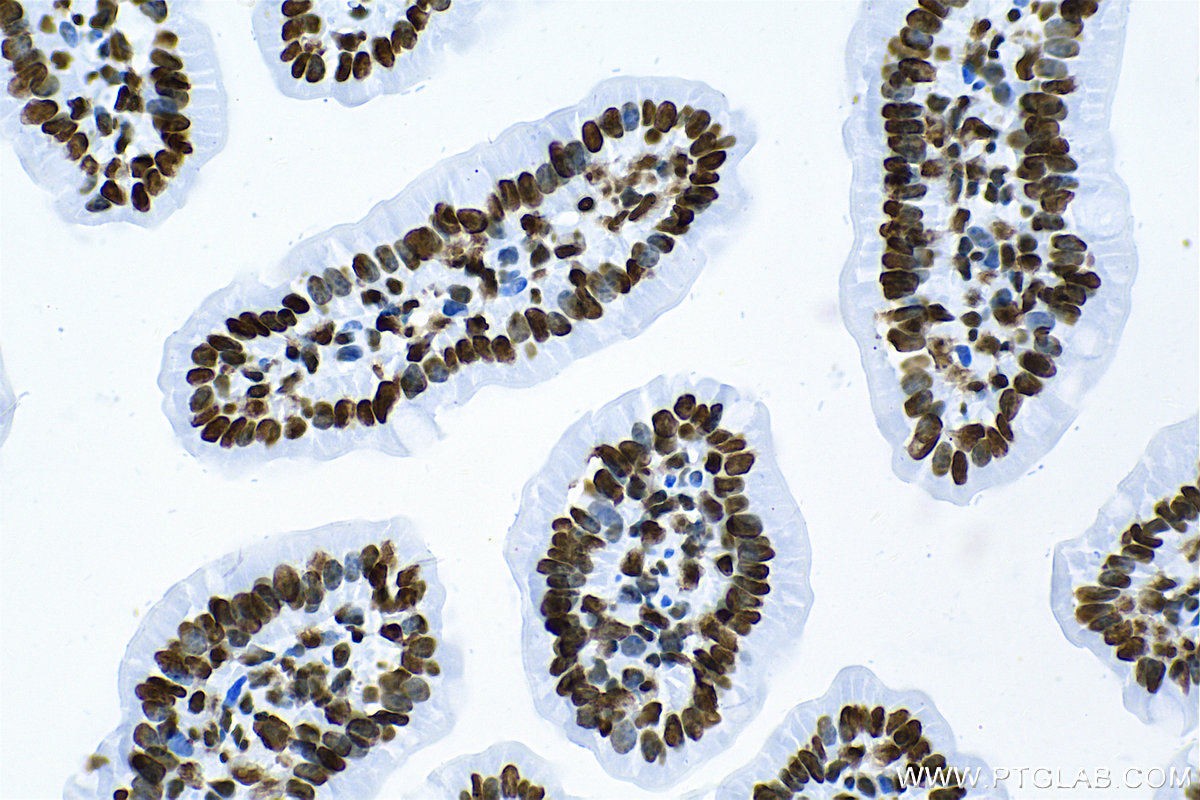 Immunohistochemistry (IHC) staining of mouse small intestine tissue using Acetyl-Histone H4 (Lys12) Recombinant antibody (83095-1-RR)