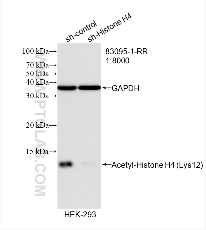 Western Blot (WB) analysis of HEK-293 cells using Acetyl-Histone H4 (Lys12) Recombinant antibody (83095-1-RR)