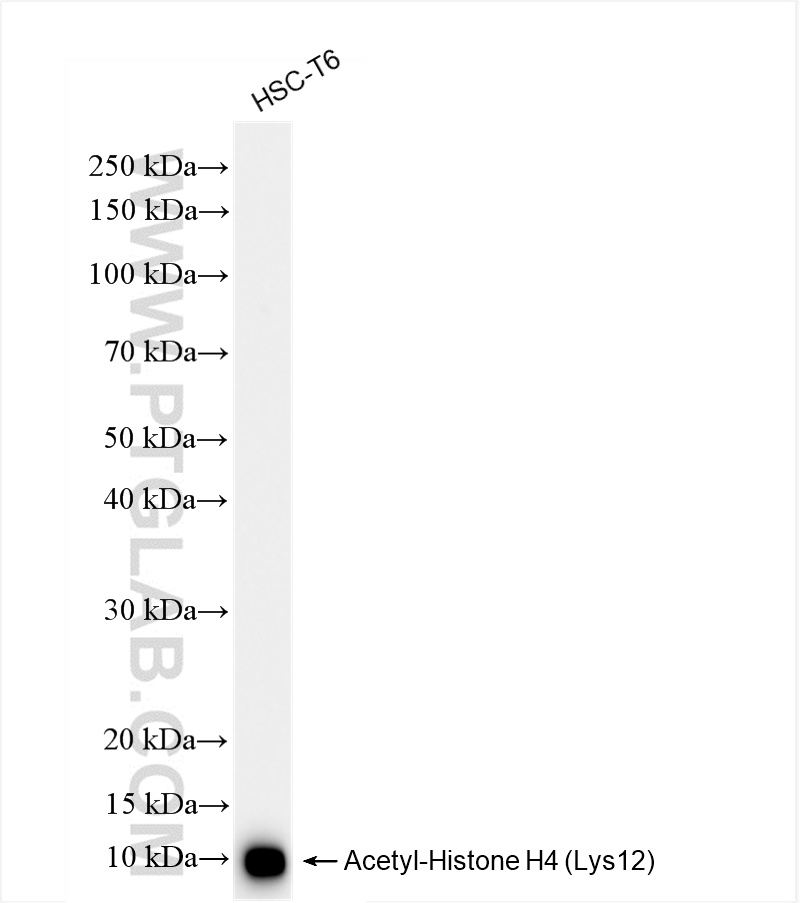 Western Blot (WB) analysis of HSC-T6 cells using Acetyl-Histone H4 (Lys12) Recombinant antibody (83095-1-RR)