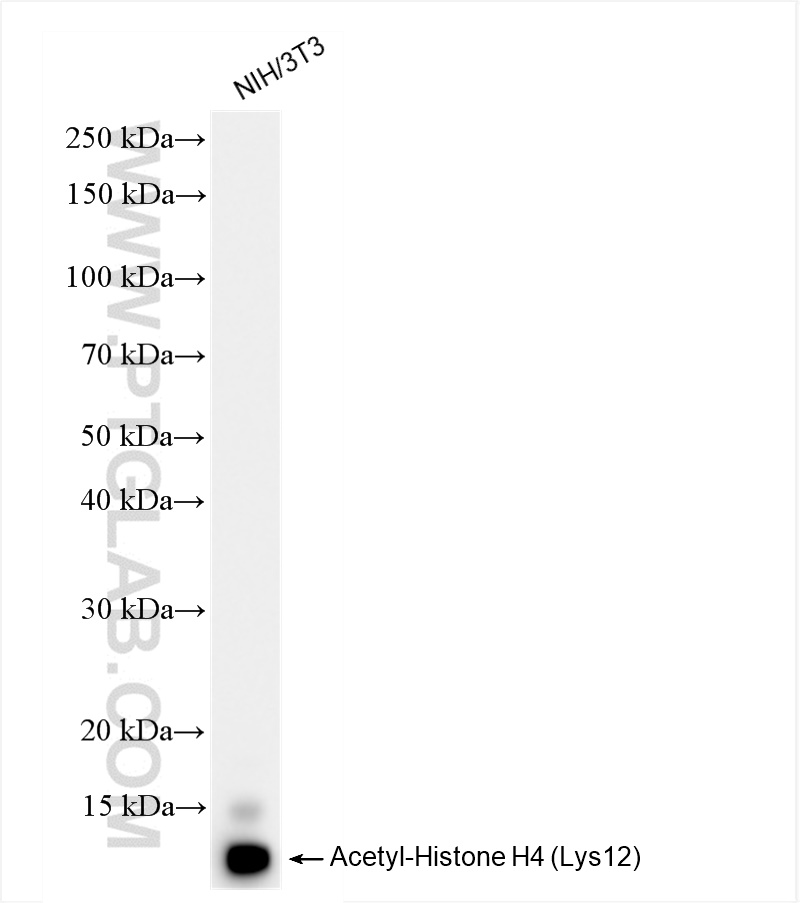 Western Blot (WB) analysis of NIH/3T3 cells using Acetyl-Histone H4 (Lys12) Recombinant antibody (83095-1-RR)