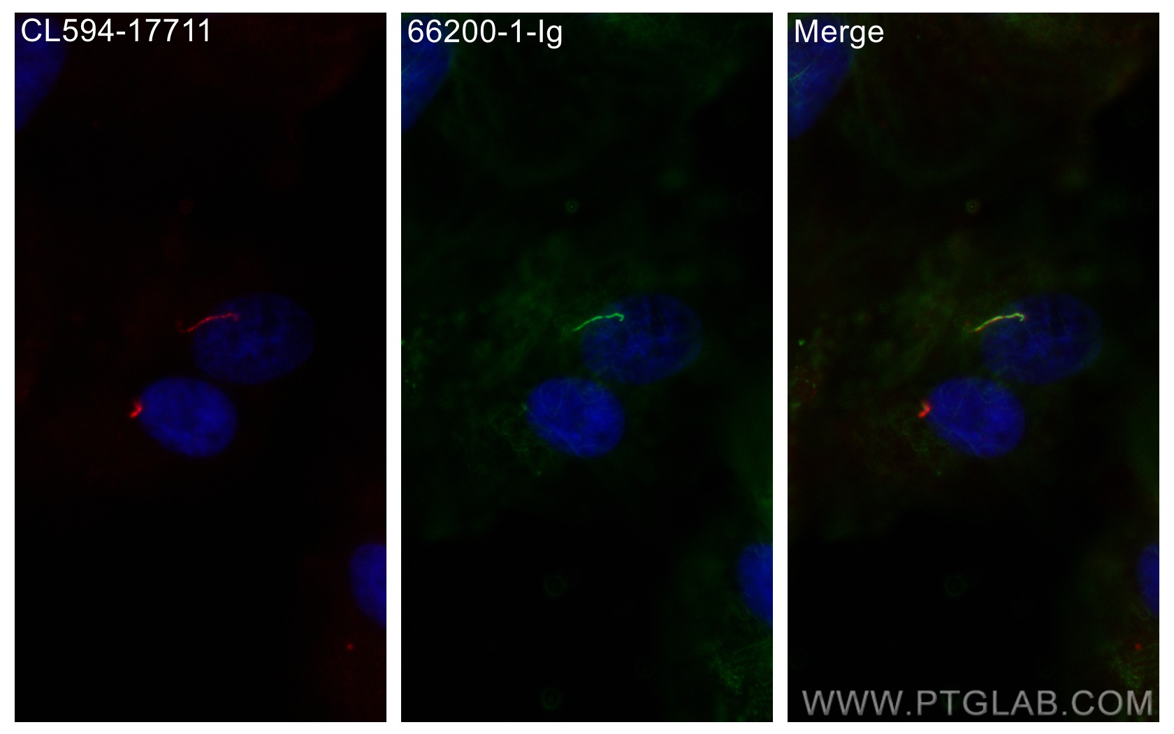 Immunofluorescence (IF) / fluorescent staining of hTERT-RPE1 cells using Acetyl-Tubulin (Lys40) Monoclonal antibody (66200-1-Ig)