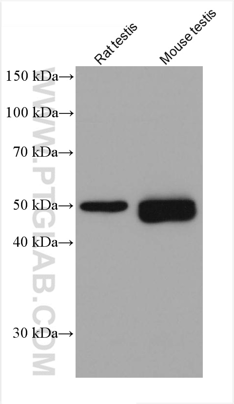 Western Blot (WB) analysis of various lysates using Acetyl-Tubulin (Lys40) Monoclonal antibody (66200-1-Ig)
