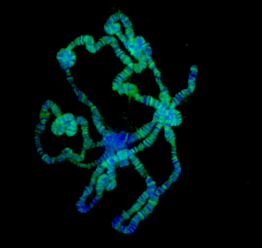 Acf1 pAb tested by immunofluorescence. Drosophila polytene chromosomes stained with Acf1 pAb (1:1,000 dilution).