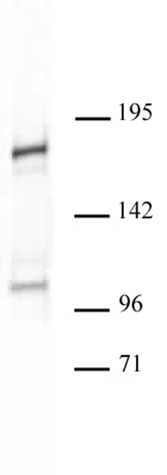 Acf1 pAb tested by Western blot. Drosophila Schneider L2 cells nuclear extract (10 ug) probed with Acf1 pAb (1:500 dilution).