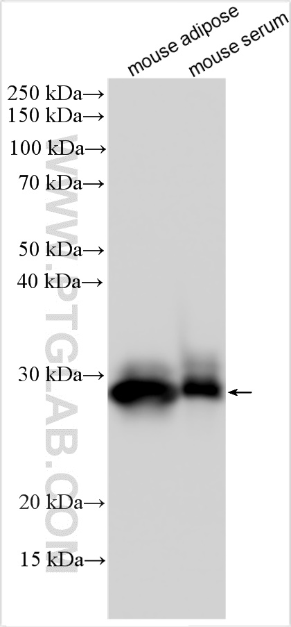 Western Blot (WB) analysis of various lysates using mouse Adiponectin Polyclonal antibody (30723-1-AP)