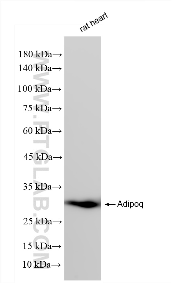 Western Blot (WB) analysis of rat heart tissue using Adipoq Recombinant antibody (83525-2-RR)