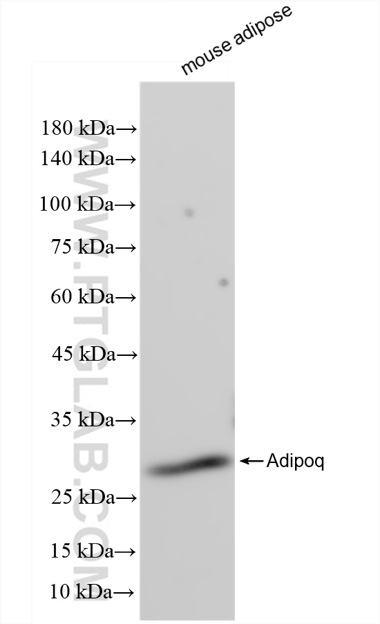 Western Blot (WB) analysis of mouse adipose tissue using Adipoq Recombinant antibody (83525-2-RR)