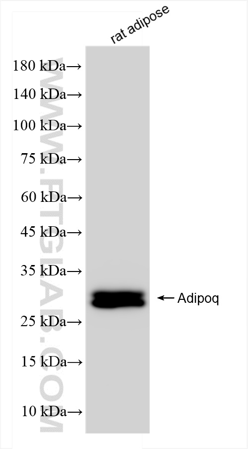 Western Blot (WB) analysis of rat adipose tissue using Adiponectin Recombinant antibody (83525-2-RR)