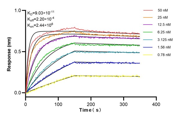 Affinity and Kinetic Characterization of 60012-2-Ig
