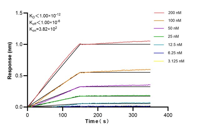 Affinity and Kinetic Characterization of 60190-1-Ig